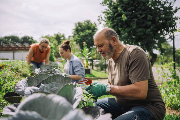 old man gardening old man gardening